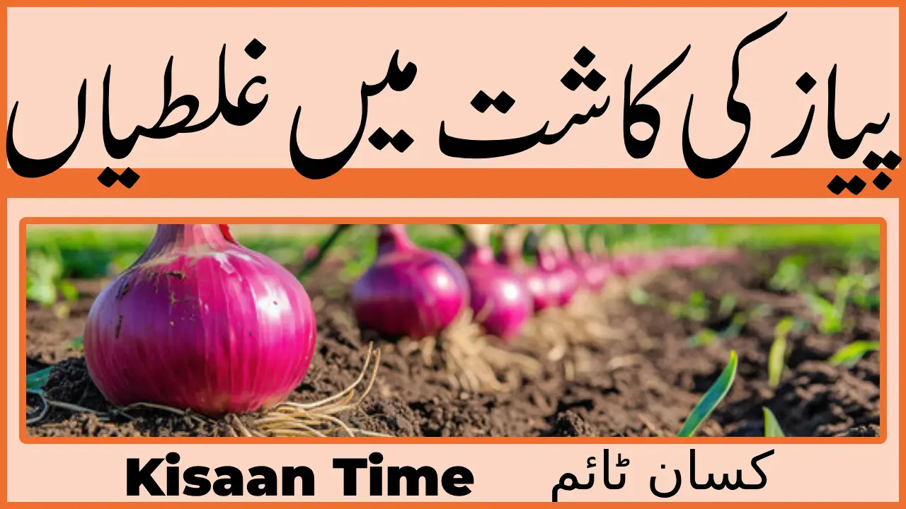 پیاز کی کاشت میں بڑی غلطیاں اور ان کا تدارک